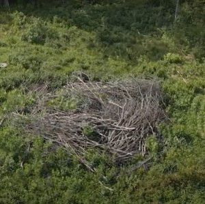 dry cut down tress in a circle in the middle of a clearing