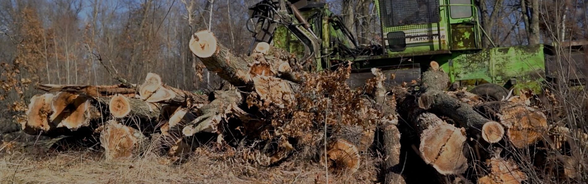 green harvester picking up cut tree trucks