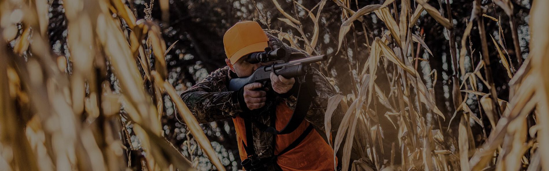 hunter aiming a rifle in a corn field