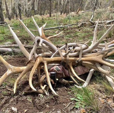 pile of antler sheds