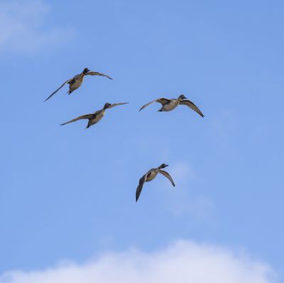 Ducks flying in the sky