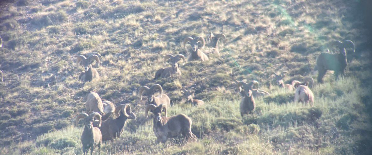 pronghorns through a spotting scope