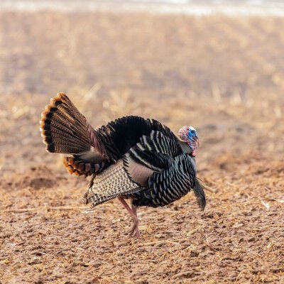 Male Turkey walking in a field