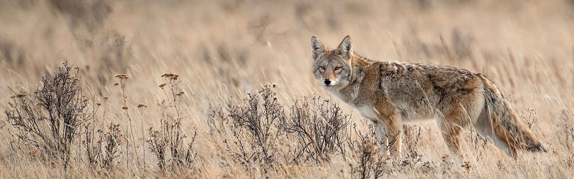 Fox in a field