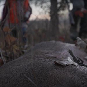 dead deer laying on the ground with hunters approaching in the background