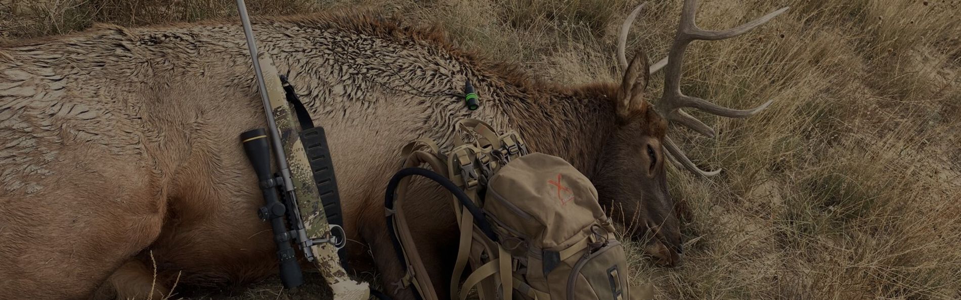 downed elk with a rifle laying across it