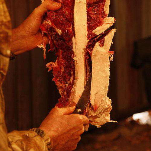 Removing more pelvic meat from the deer