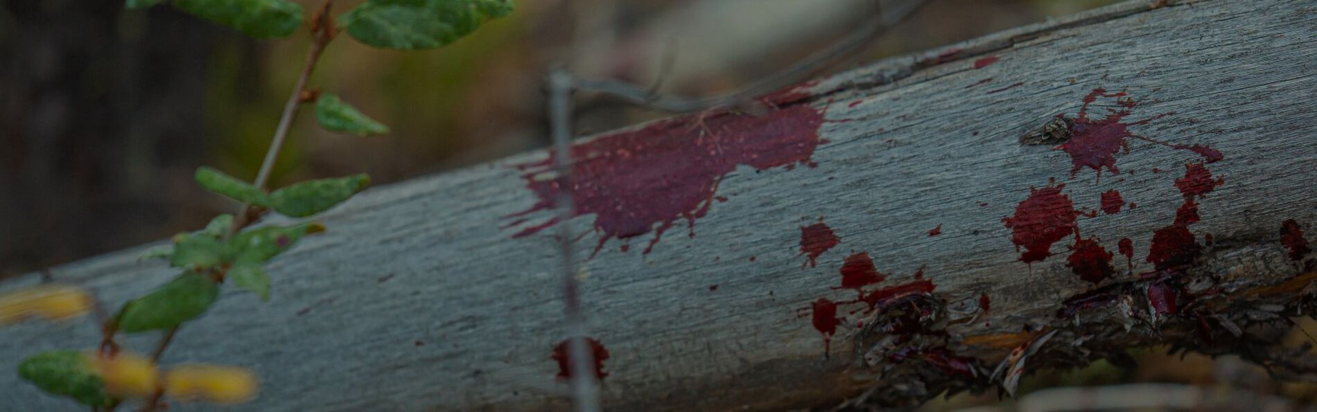 blood drops on a log