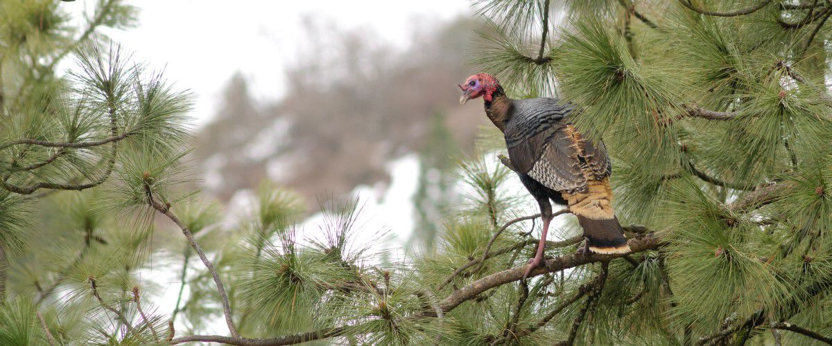 Turkey standing in a tree
