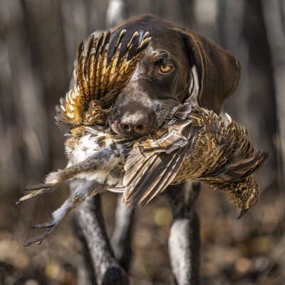 German Shorthair carrying a dead bird in its mouth