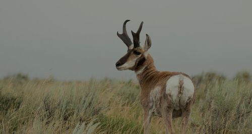 antelope standing on the plains