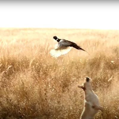 hunter getting ready to shoot pheasant flying over dog