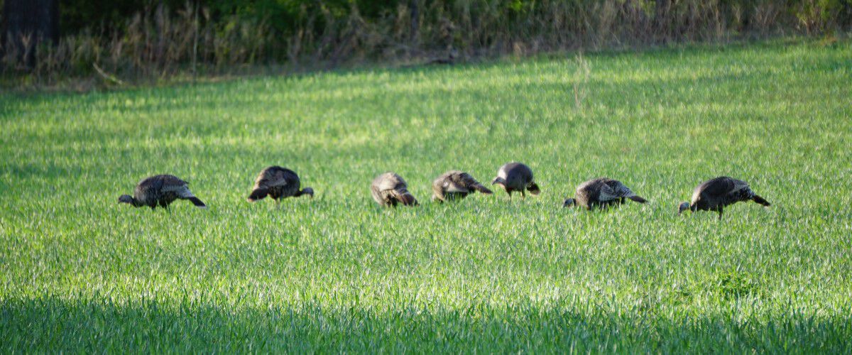 group of turkey standing in a field of wheat