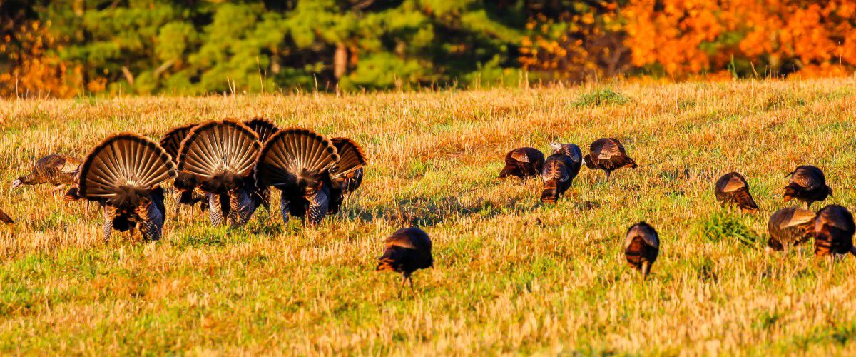 turkeys struttering around turkey decoys