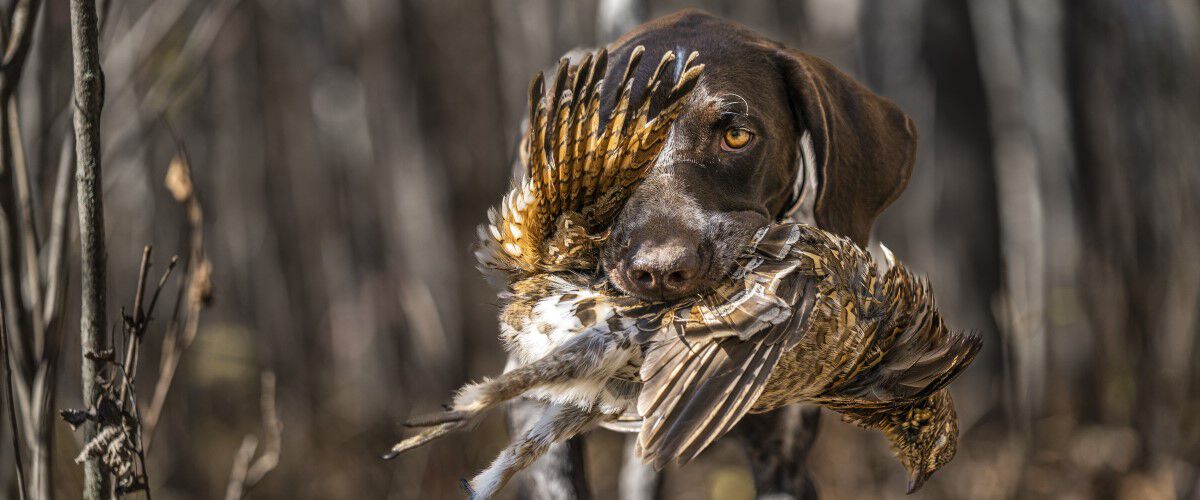 German Shorthair carrying a dead bird in its mouth