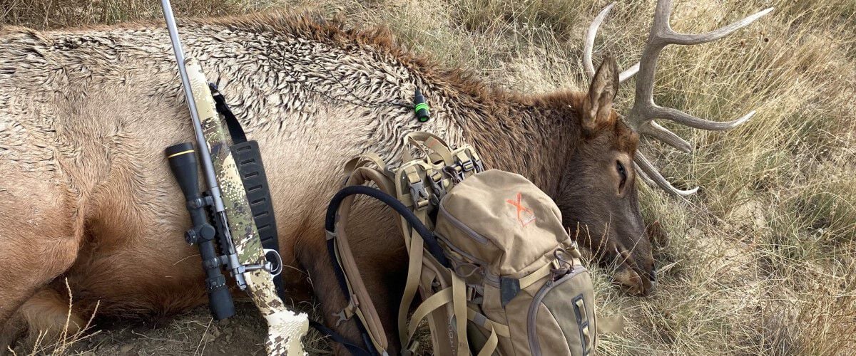 downed elk with a rifle laying across it