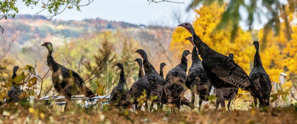 turkeys in a field