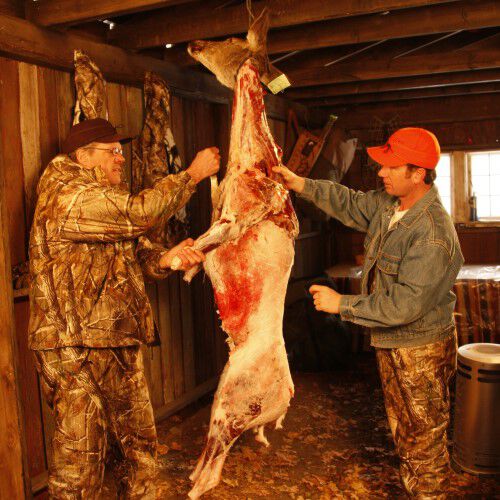 Two men cutting into the front of a deer in a shed