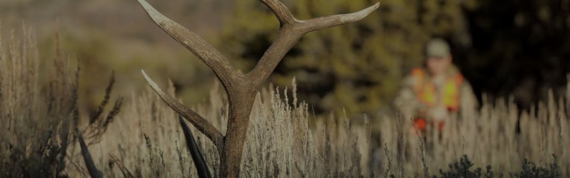 Hunter walking up now a dead elk