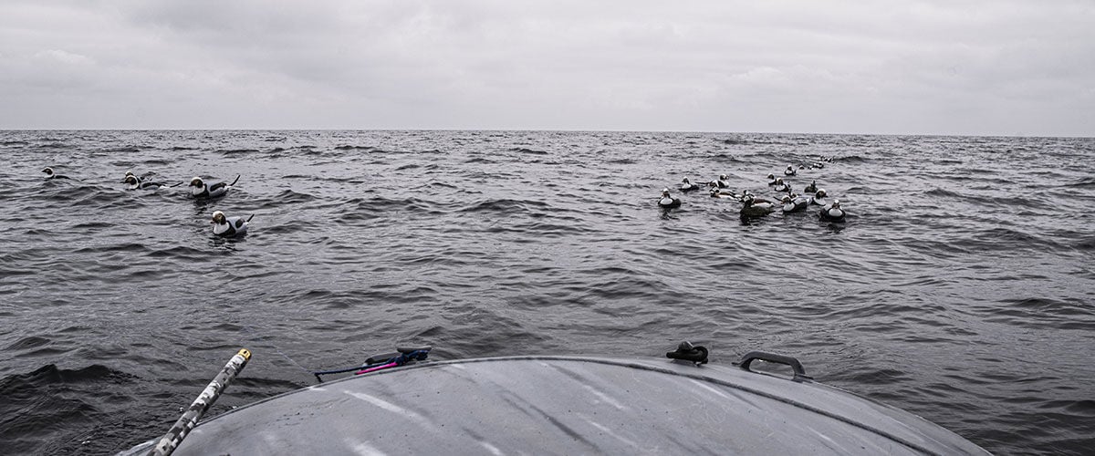 decoys on the water