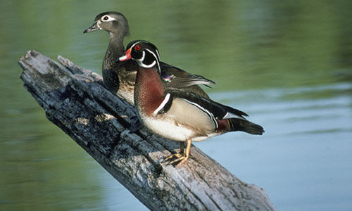 wood ducks on a tree branch in a lake