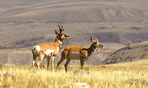 Antelope