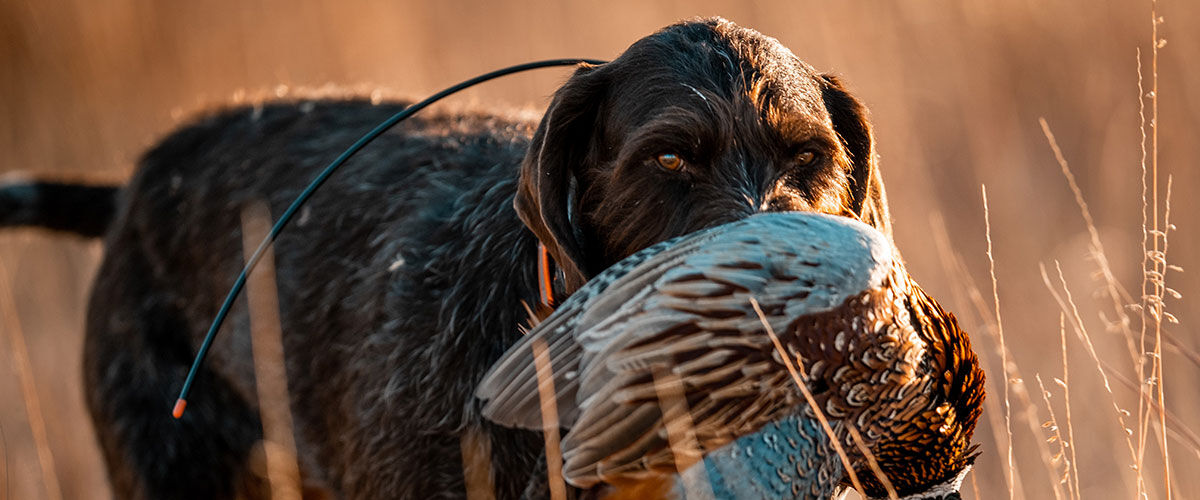 dog holding pheasant in its mouth