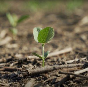 plant sprouting from the ground