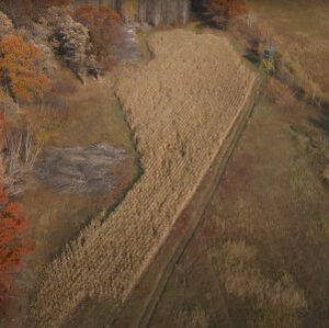 food plot with a deer stand near by