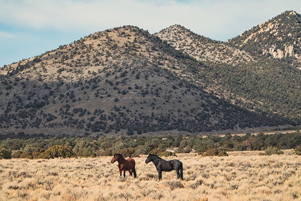 Wild horses in front of mountains