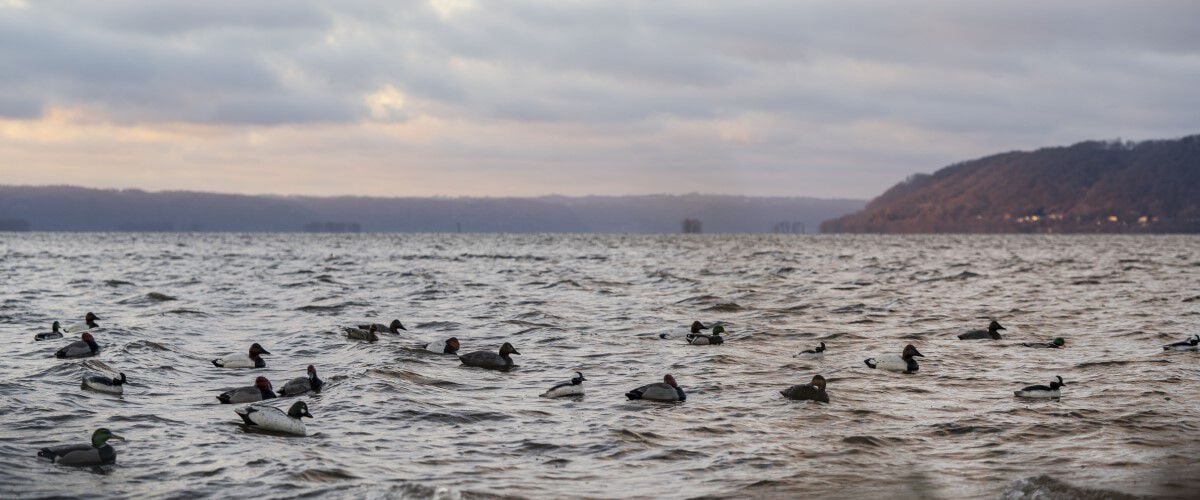 duck decoys floating on the mississippi river