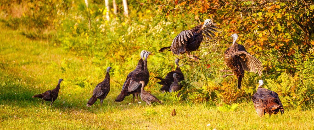 turkeys in a field