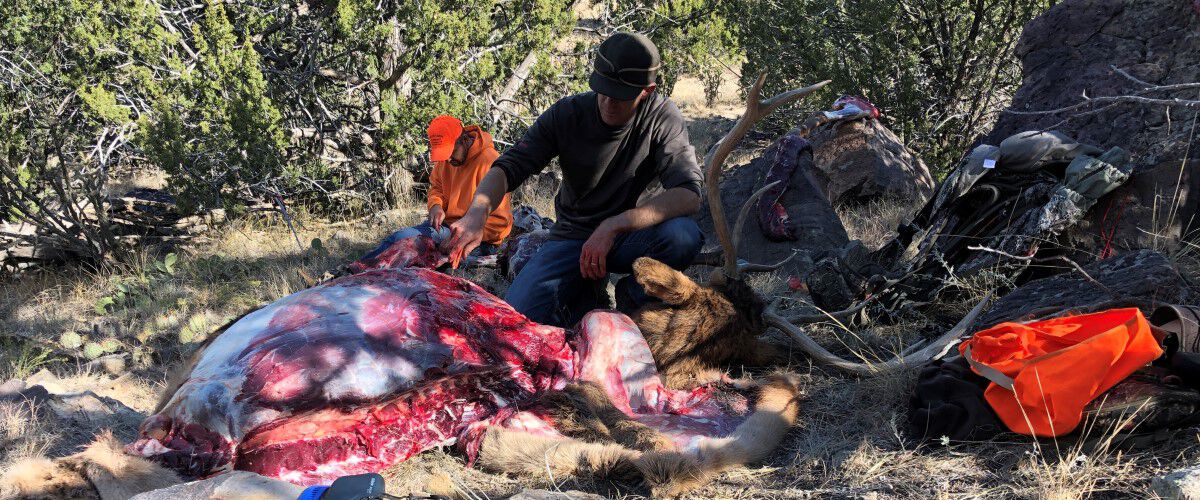 elk being skinned in the field