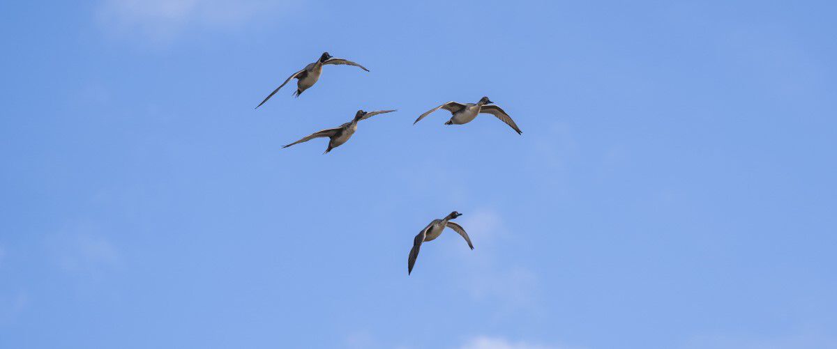 ducks flying in the air
