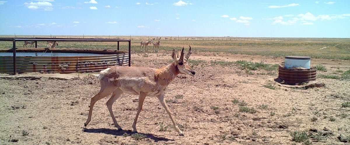 antelope walking past a water tank in a field