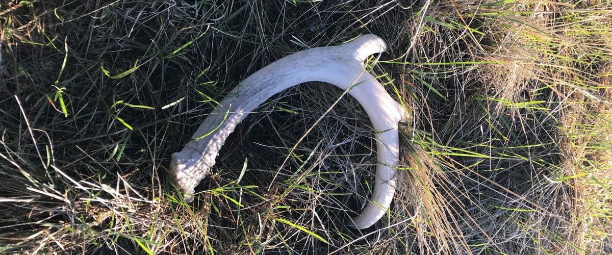 deer shed laying in the grass