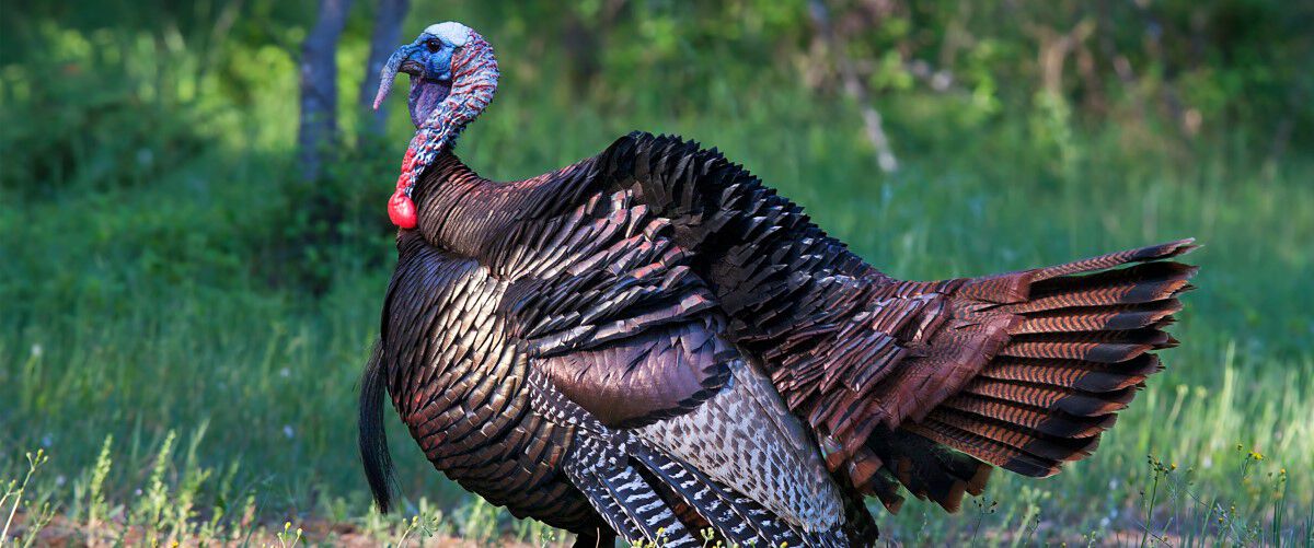 tom turkey standing in the grass