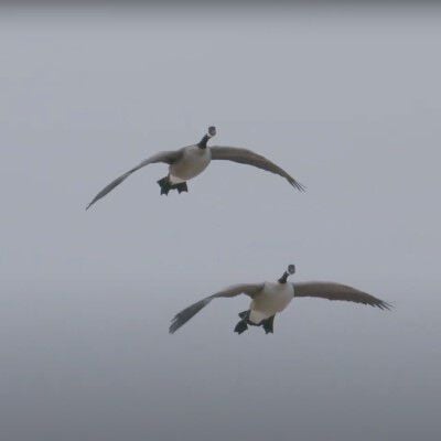 geese flying in the sky