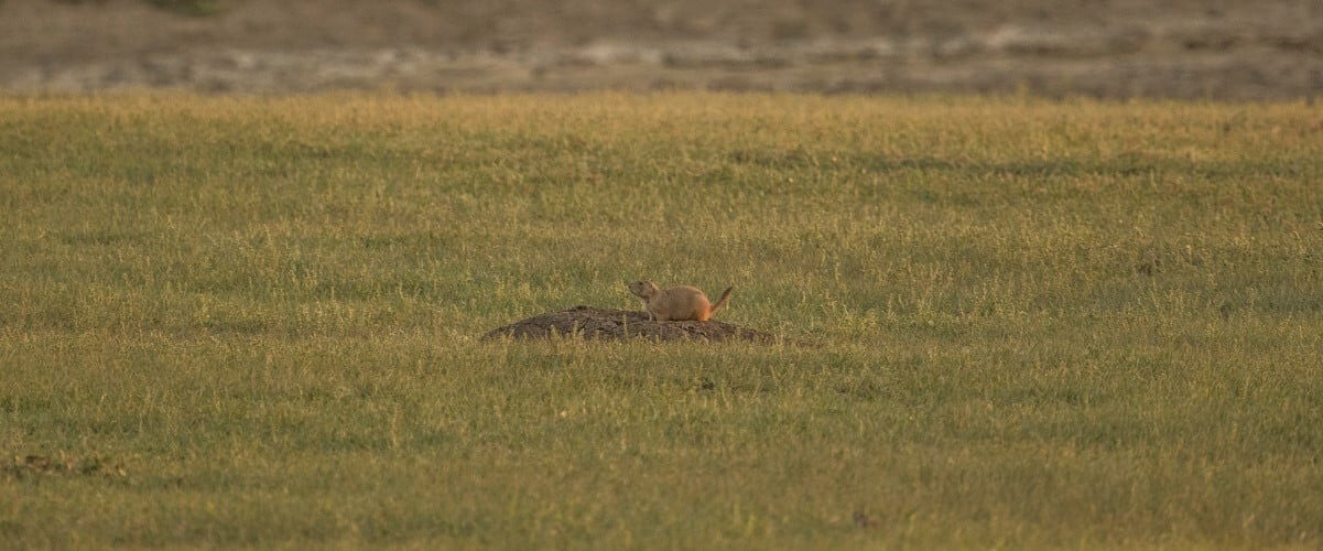 prairie dog sitting on its burrow