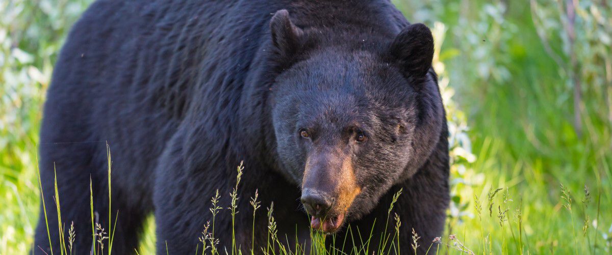 Black Bear walking in green grass