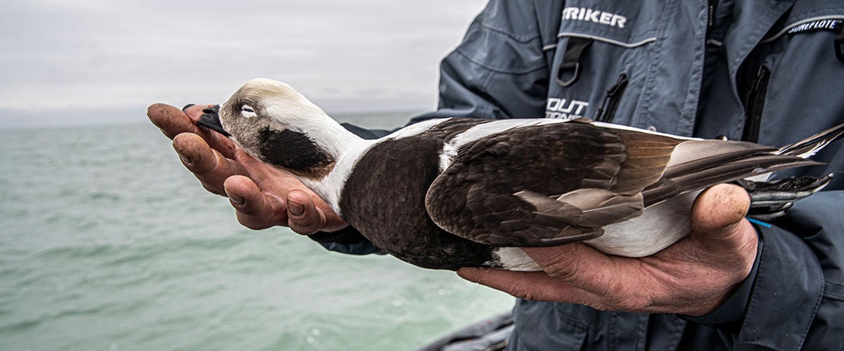 Hunter holding duck in his hand