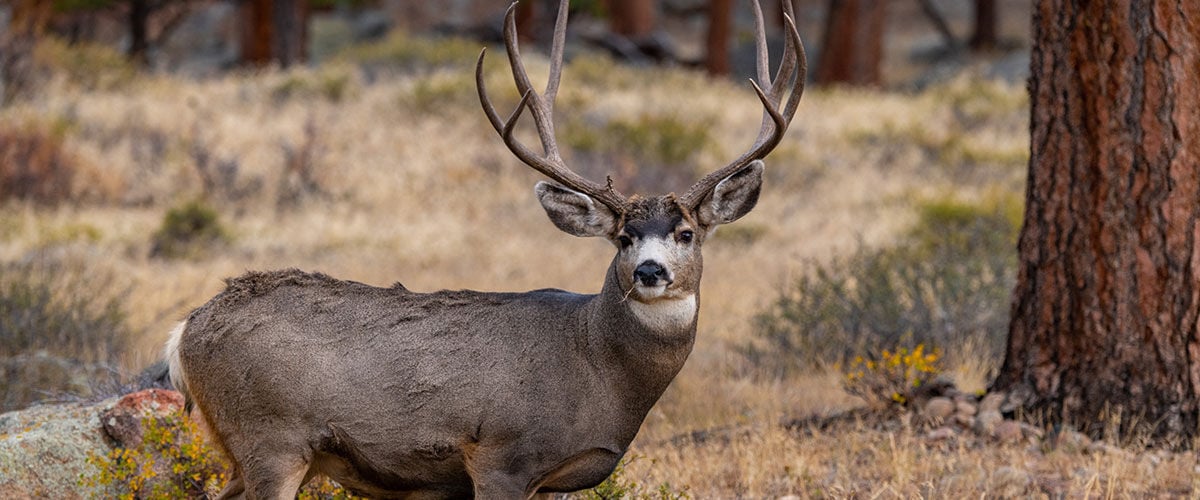 large buck deer