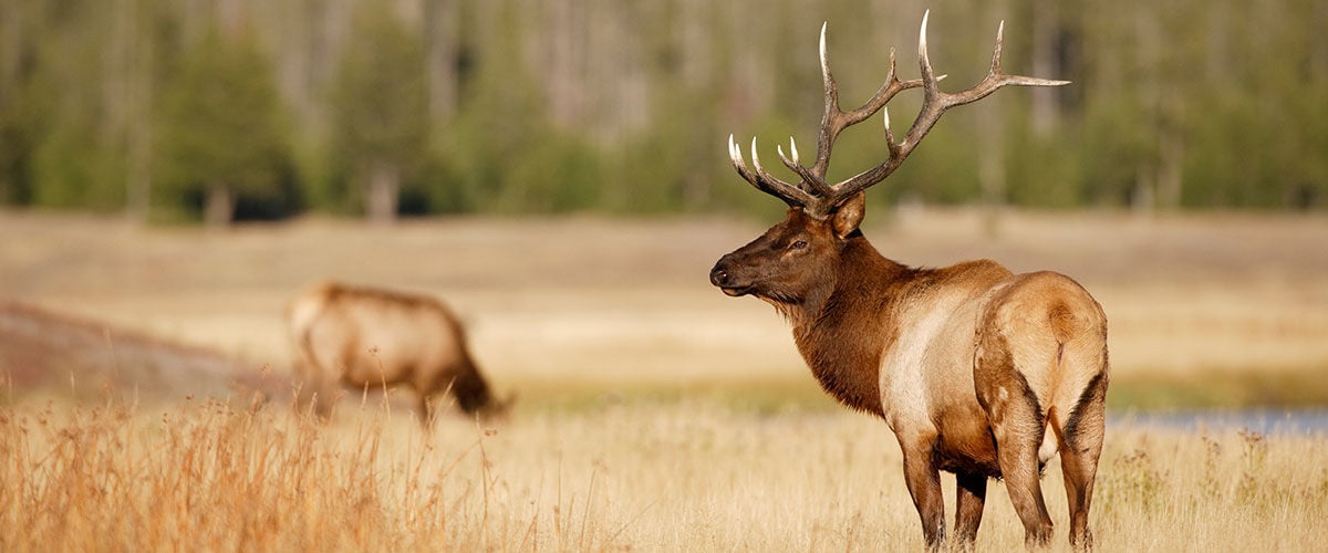 elk buck standing in a grassy field in front of a tree grove