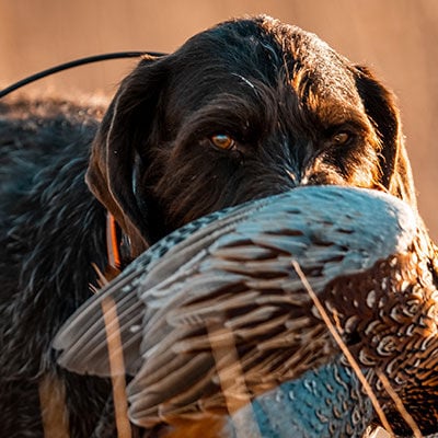 dog carrying pheasant in its mouth