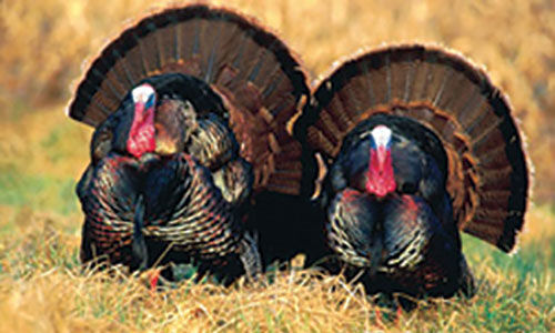 2 turkeys