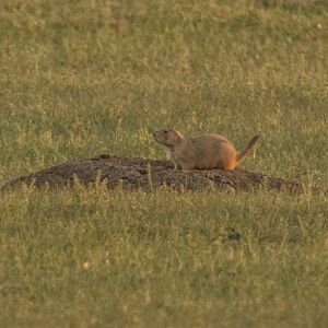 prairie dog on the prairie
