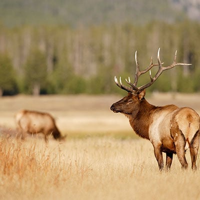 elk buck standing in a grassy field in front of a tree grove