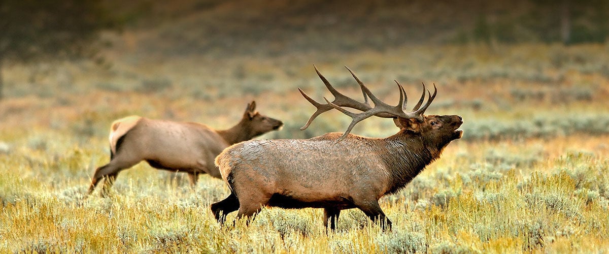 Bull Elk