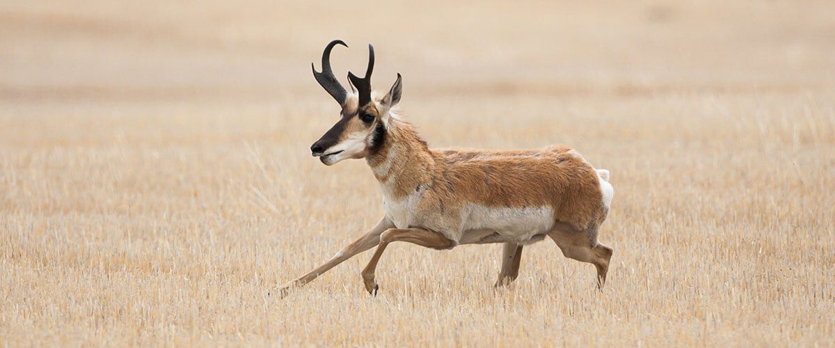 antelope running through the prairie
