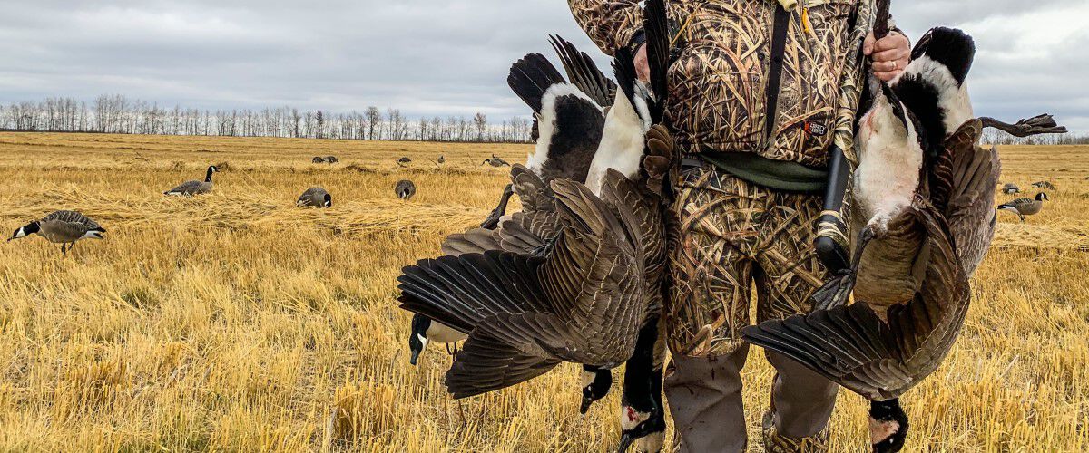 Hunter carrying two dead geese